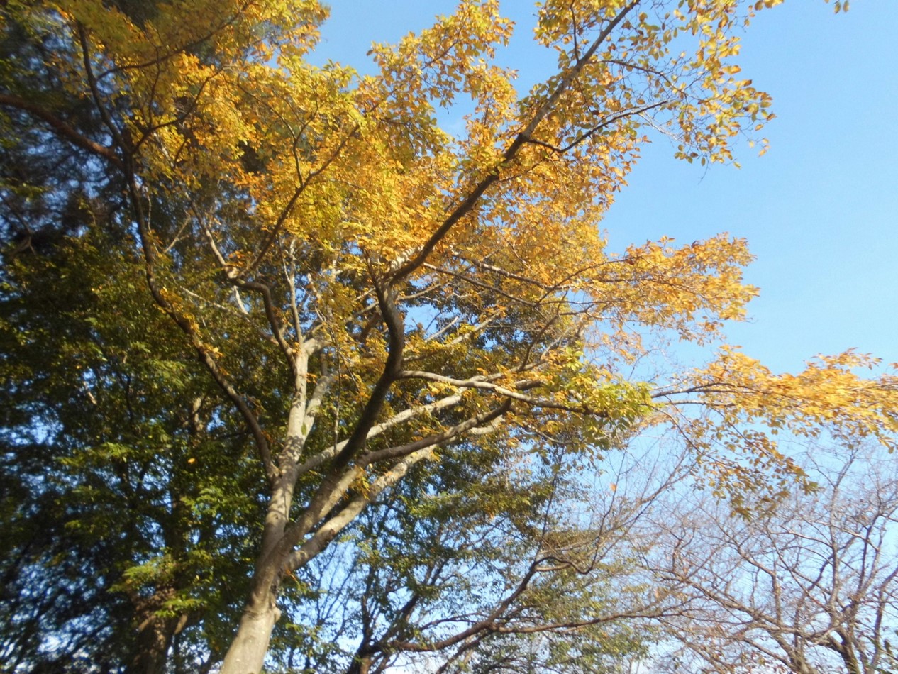 【紅葉が始まりました】