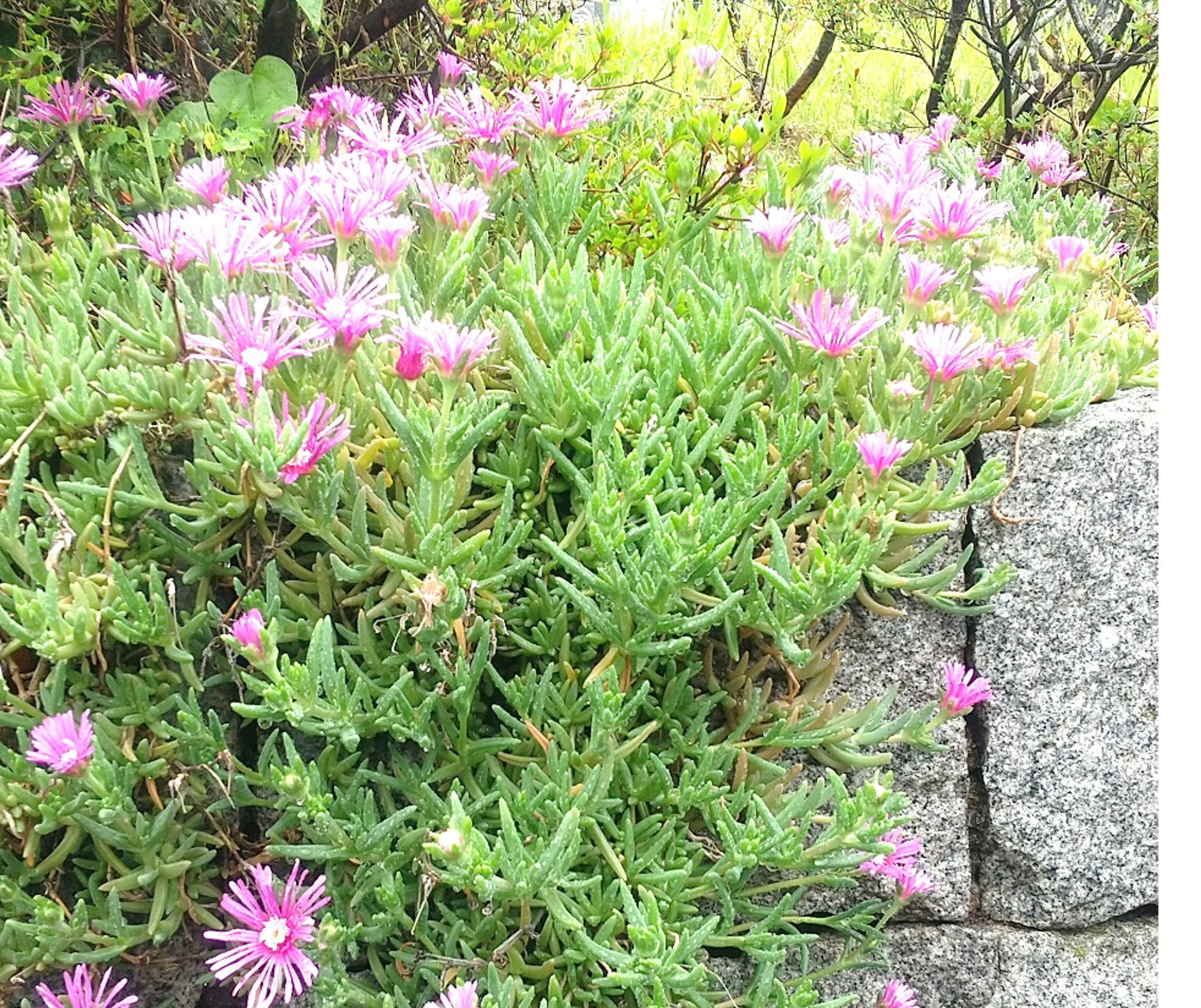 【松葉菊が咲きはじめました】