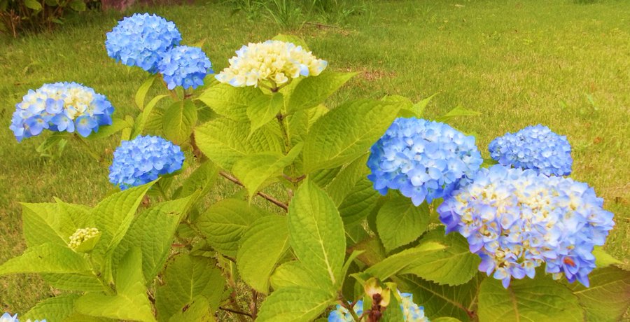 【紫陽花がきれいですよ】