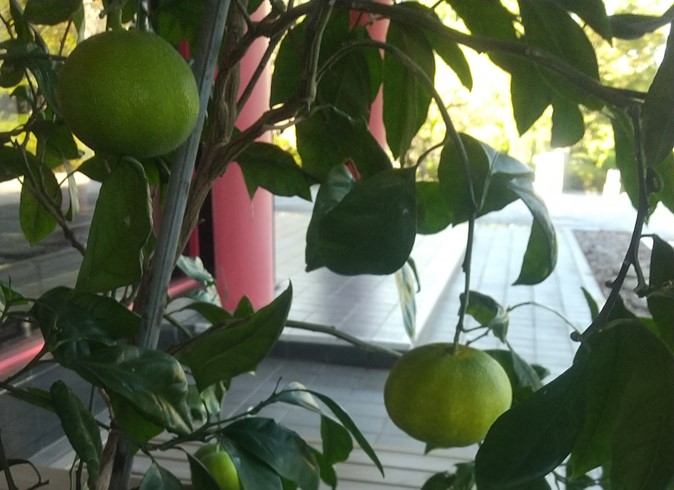 【紅葉が少しずつはじまりました】