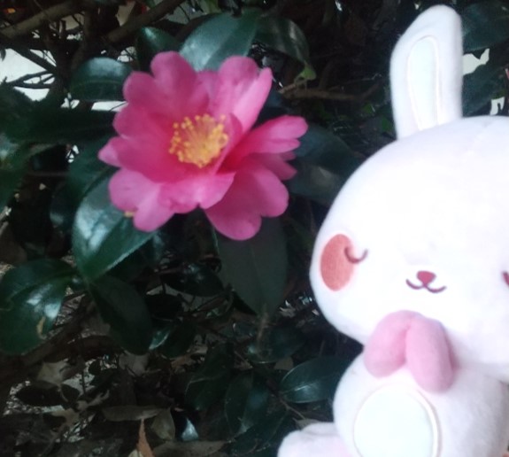 【冬の始まりを感じますね】