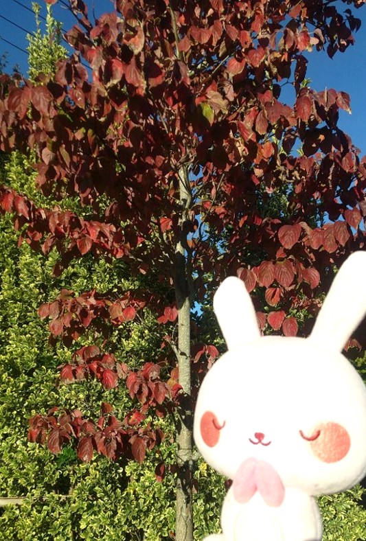 【移り行く景色をお楽しみください】