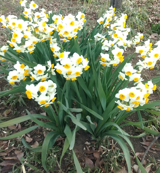 【現在梅の開花状況は五分咲きですよ】