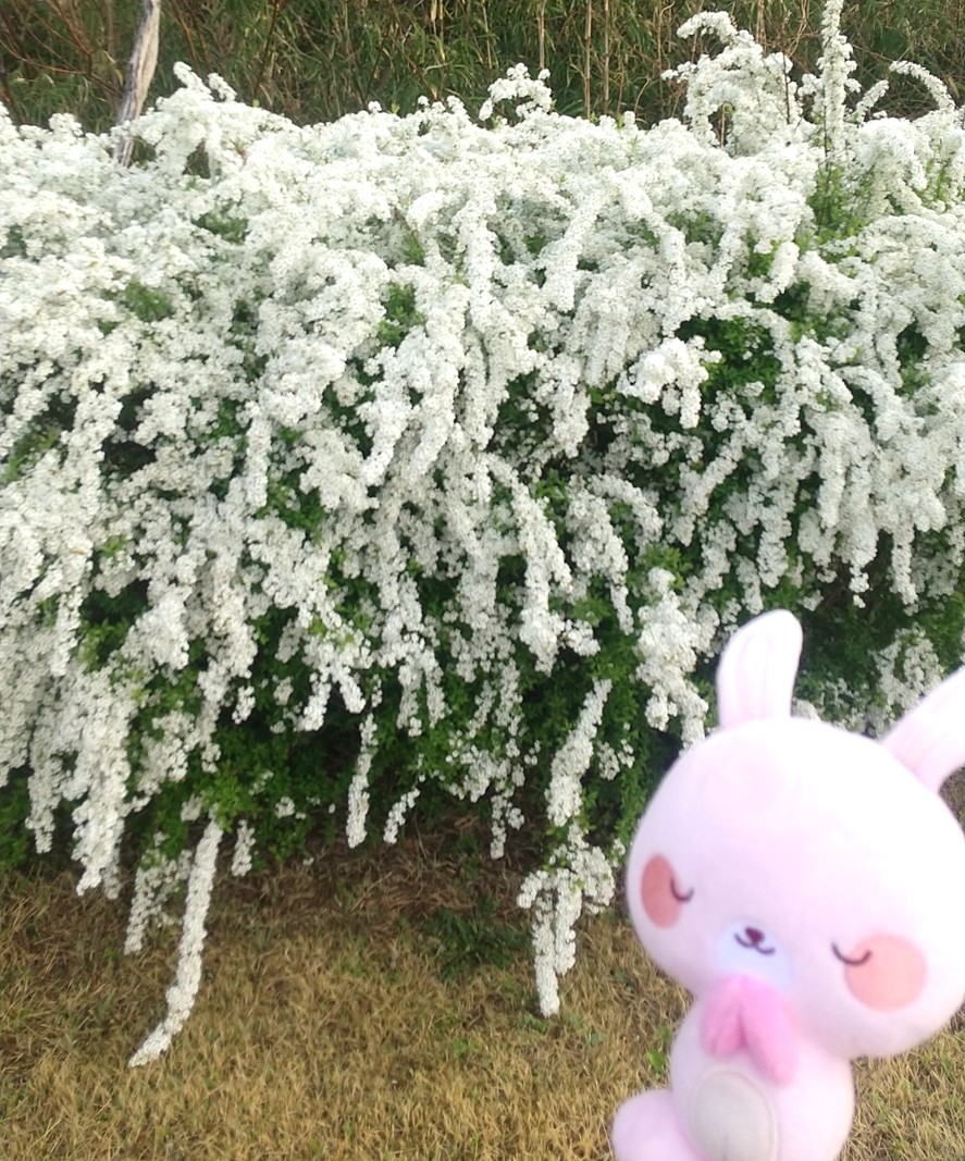 【桜🌸や雪柳が咲きはじめました】