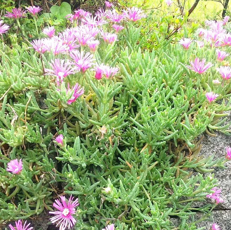 【松葉菊が咲きはじめました】