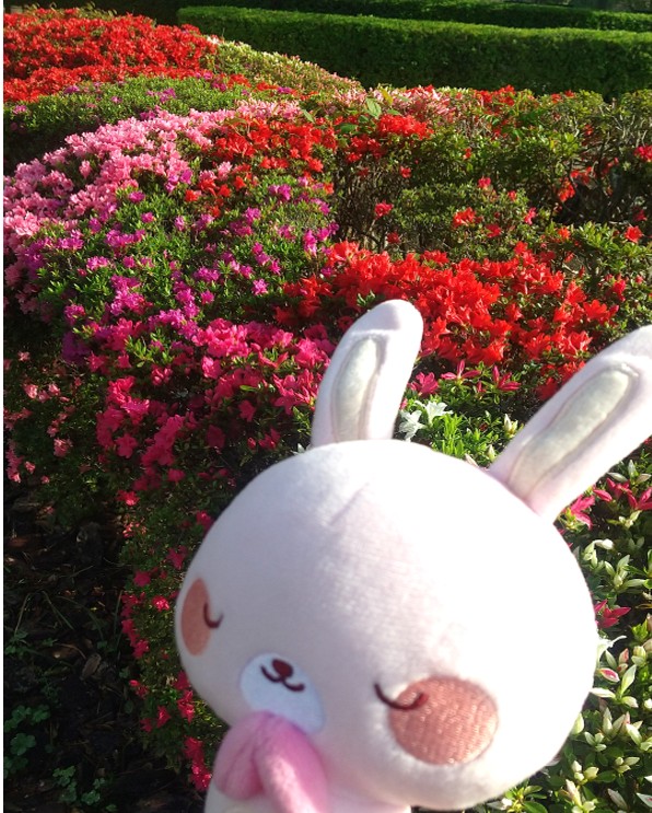 【ツツジやサツキが咲きはじめました】