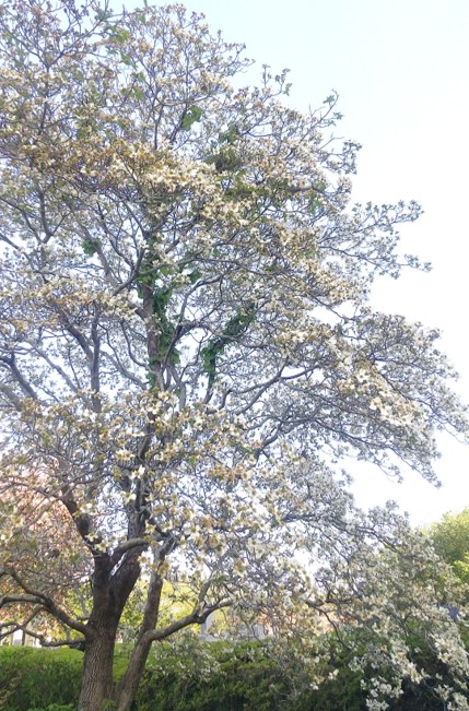 【春花がとてもきれいですよ】