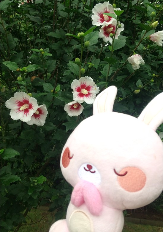 【木槿の花が咲きはじめました】