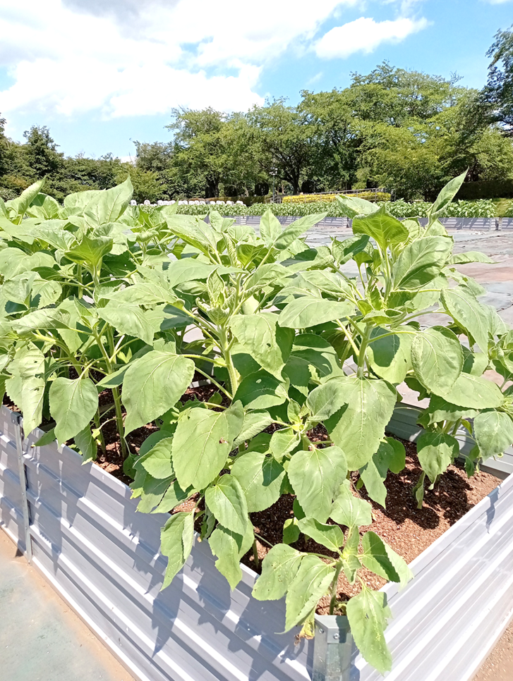 【牛久沼ひまわり日記②】